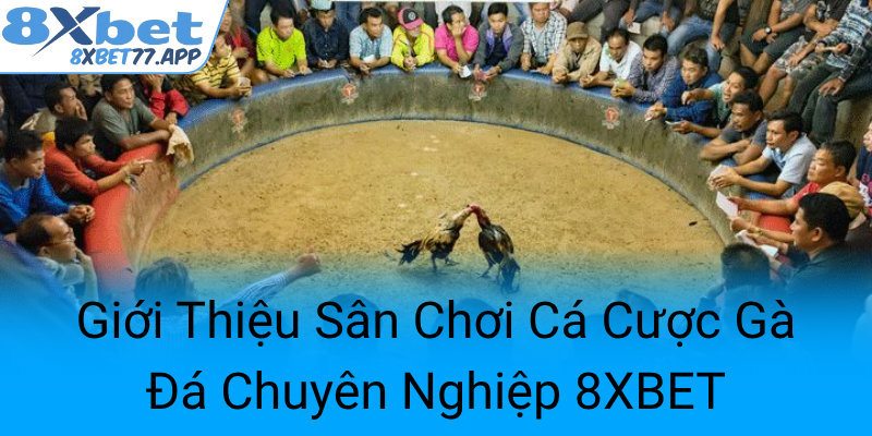 Gioi Thieu San Choi Ca Cuoc Ga Da Chuyen Nghiep 8Xbet0