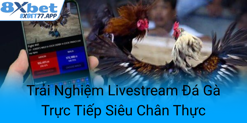 Trai Nghiem Livestream Da Ga Truc Tiep Sieu Chan Thuc0